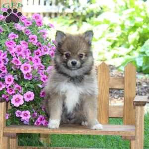 Dunkin, Pomeranian Puppy